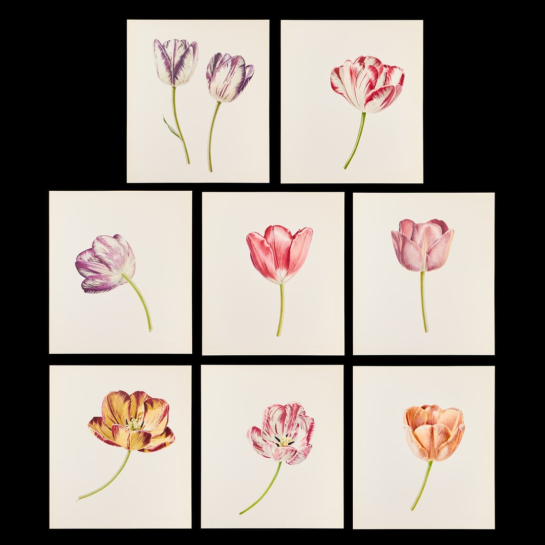 8 Rory McEwen "Tulips & Tulipmania" Lithographs: Rory McEwen (Scottish, 1932-1982). Group of eight lithographs in colors featured in Wilfrid Blunt's book "Tulips & Tulipomania," 1977. Each is pencil signed along the lower right; editioned 188/500