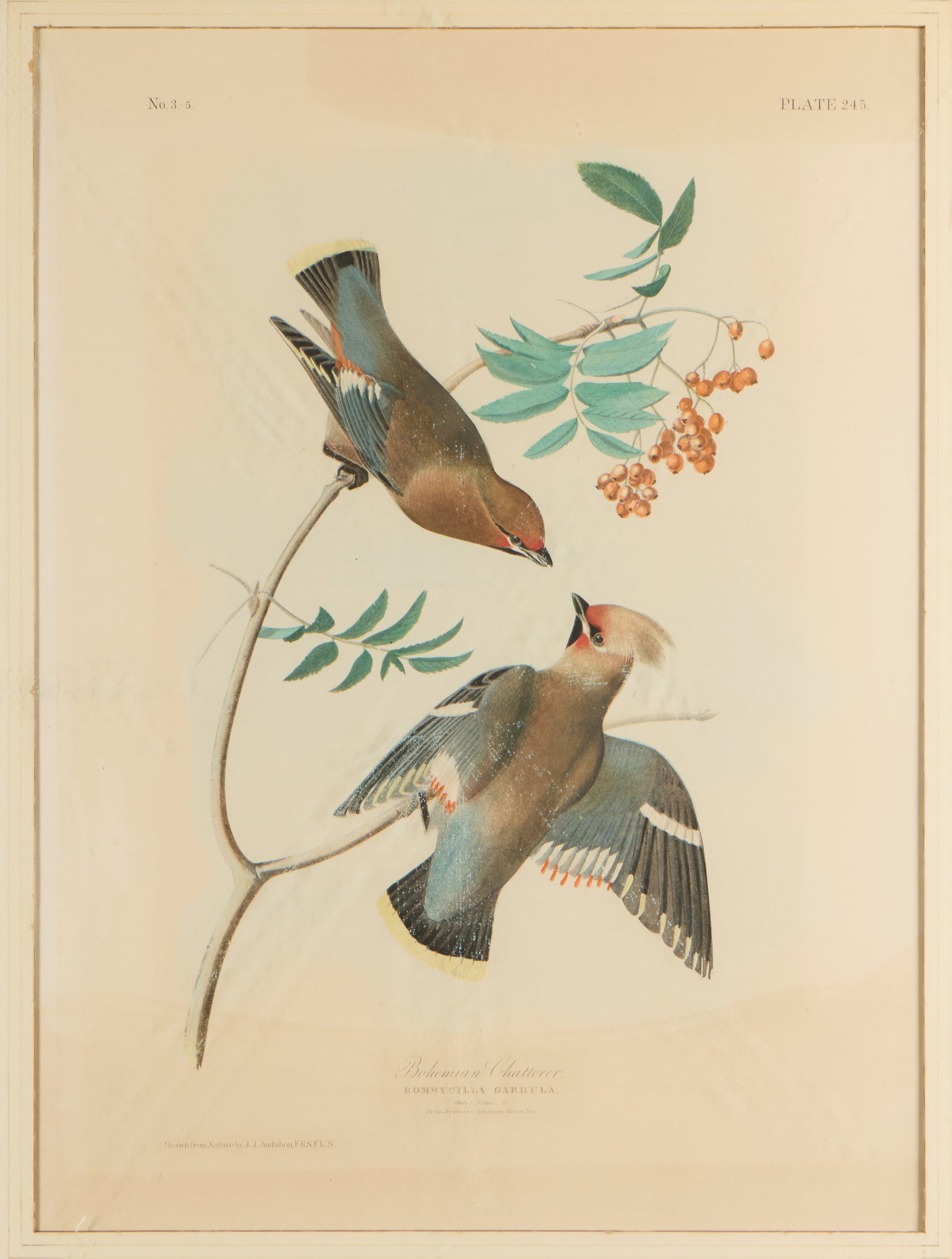 John J. Audubon "Bohemian Chatterer" Lithograph (1 of 5)