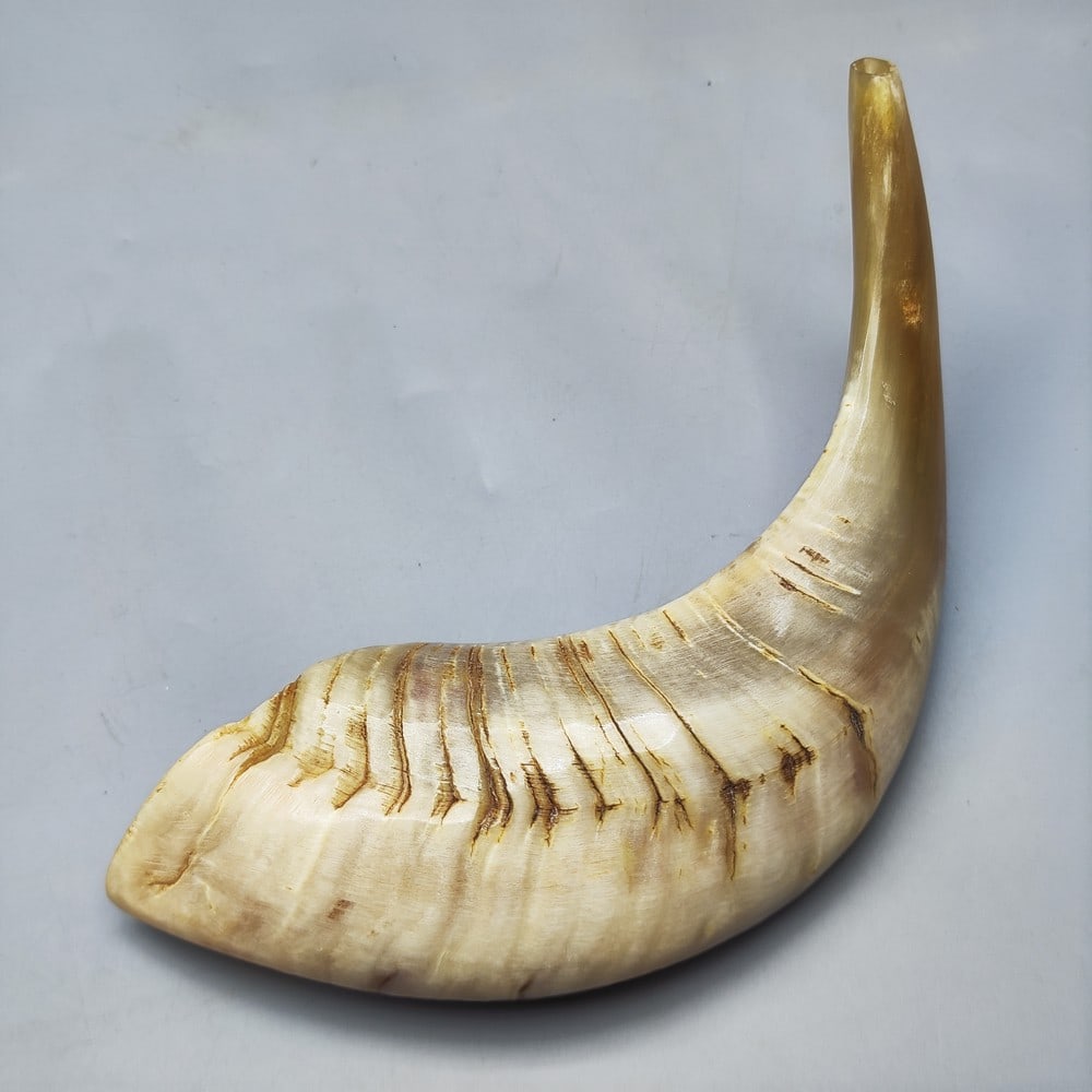 Deer horn Shofar: Deer horn Shofar, straight - almost no bend, light brown tones, width: 22.5 cm. * Completely new from the clearance of a closed Judaica store.