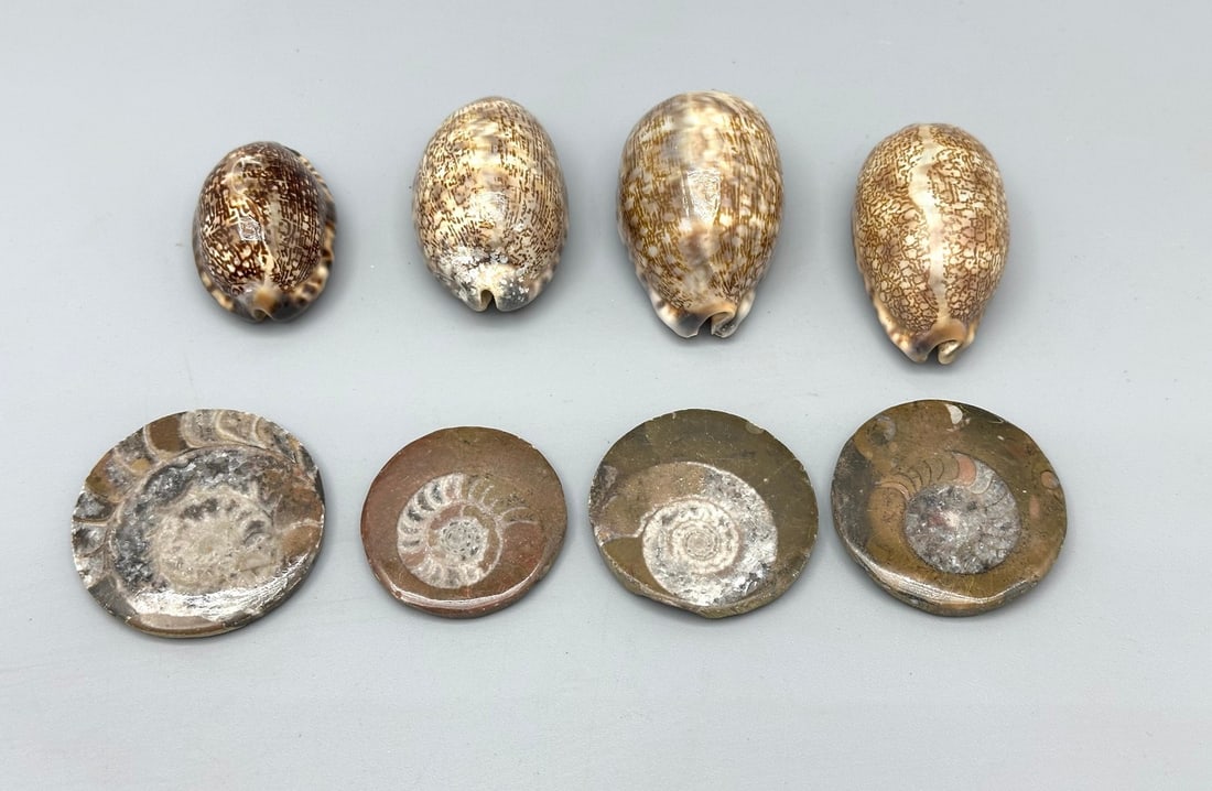 Assortment of ammonite and shell fossils: Assortment of ammonite and shell fossils, including: 4 round ammonite fossils 4 shells of the sea snail "sea stone" (Mauritia Arabica). Width/diameter: 3.5-5 cm. In good condition, light wea