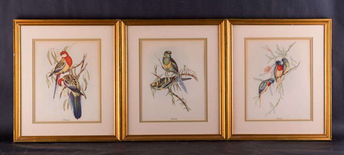 Set Of 3 Vintage Hand Colored Print On Paper "Parrorts" (1 of 10)