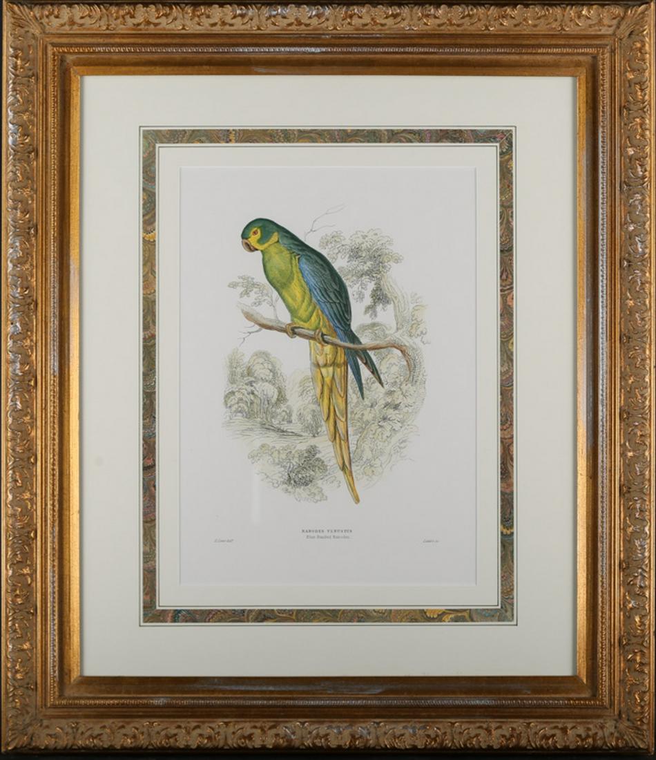 Antique England Copper engraving with original hand: Title:Nanodes Venustus Material: Print On Paper Size:12" X 16" Frame: 26" X 30" Age: 1812-1888 Art: Edward Lear Signature ï¼š Lower Left Condition: same damage Provenance: Collection from Estate in