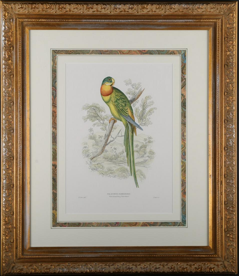 Antique England Copper engraving with original hand: Title:Palaornis Barrabandi Material: Print On Paper Size:12" X 16" Frame: 26" X 30" Age: 1812-1888 Art: Edward Lear Signature ï¼š Lower Left Condition: same damage Provenance: Collection from Estat
