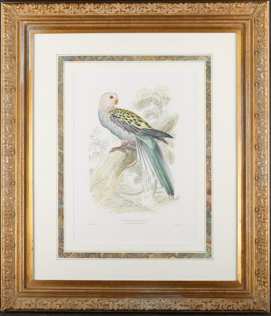 Antique England Copper engraving with original hand: Title:Platycercus Palliceps Material: Print On Paper Size:12" X 16" Frame: 26" X 30" Age: 1812-1888 Art: Edward Lear Signatureï¼šLower Left Condition: same damage Provenance: Collection from Estate