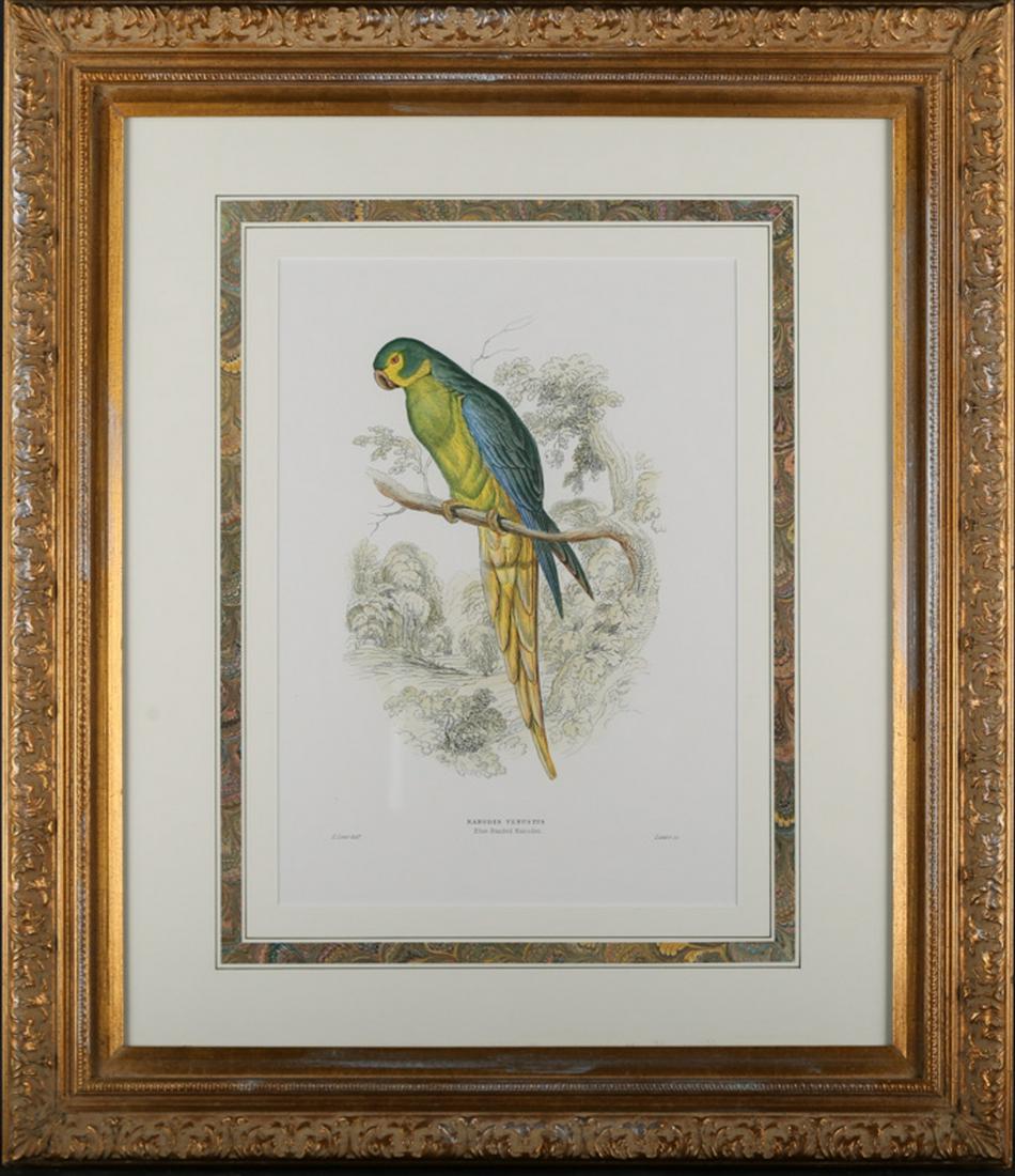 Antique England Copper engraving with original hand: Title:Nanodes Venustus Material: Print On Paper Size:12" X 16" Frame: 26" X 30" Age: 1812-1888 Art: Edward Lear Signatureï¼šLower Left Condition: same damage Provenance: Collection from Estate in N