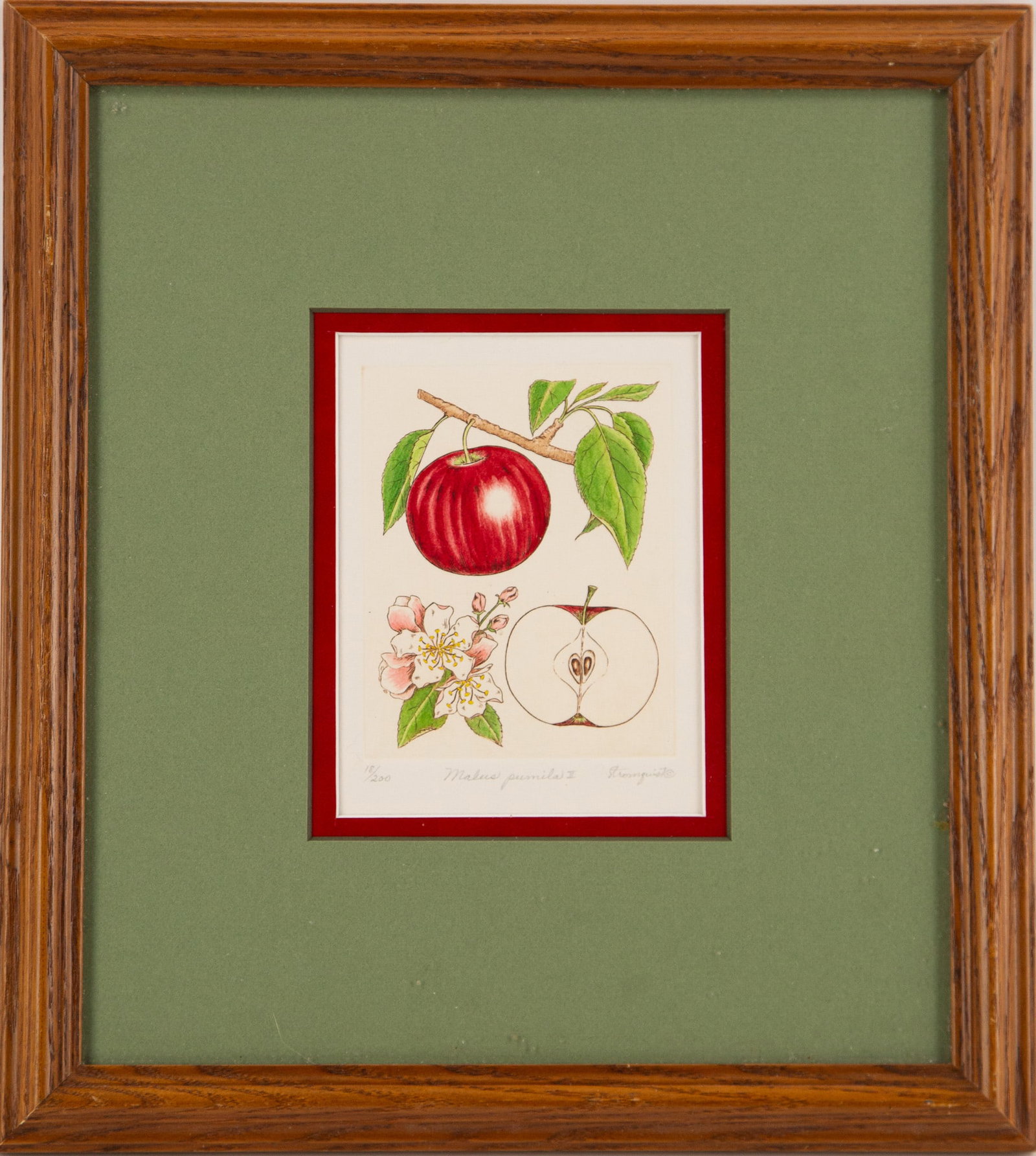 Botanical Print Malus pumila: Framing Options: We offer in house framing if you would like your artwork to be framed. Please contact us after the sale for a quote. We have experienced framers who would love to frame your artwork t