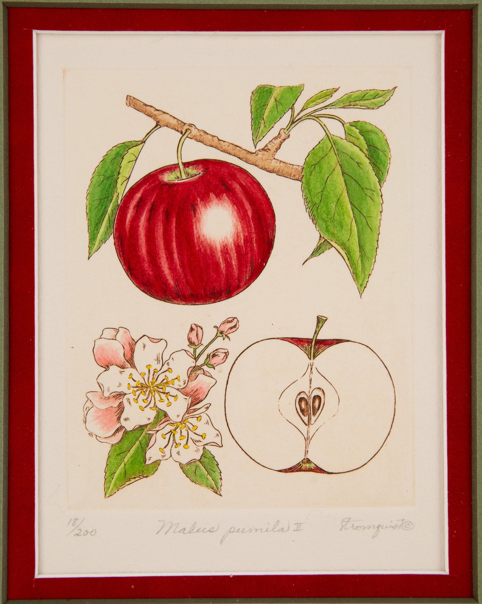 Botanical Print Malus pumila - 2