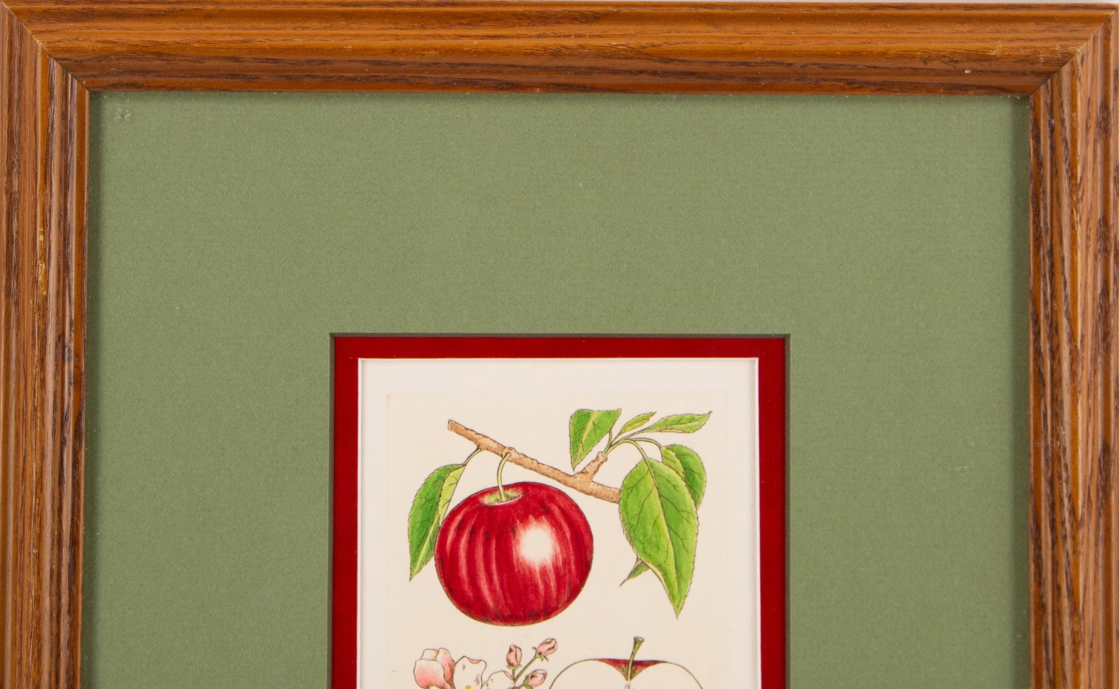 Botanical Print Malus pumila - 3