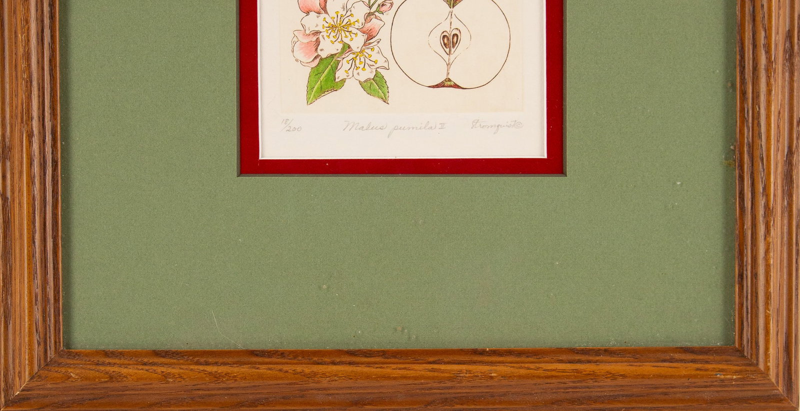 Botanical Print Malus pumila - 4