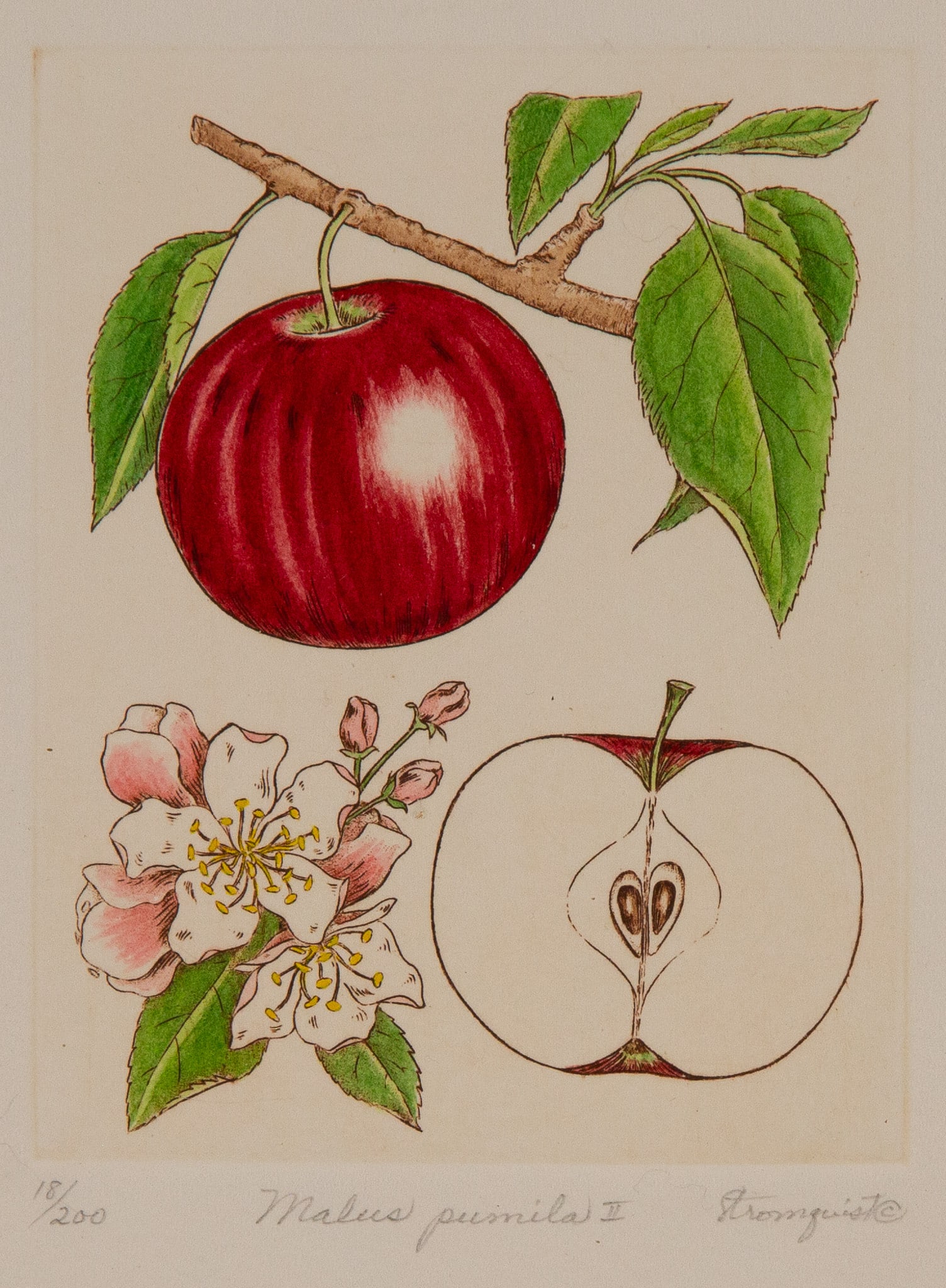 Botanical Print Malus pumila - 5