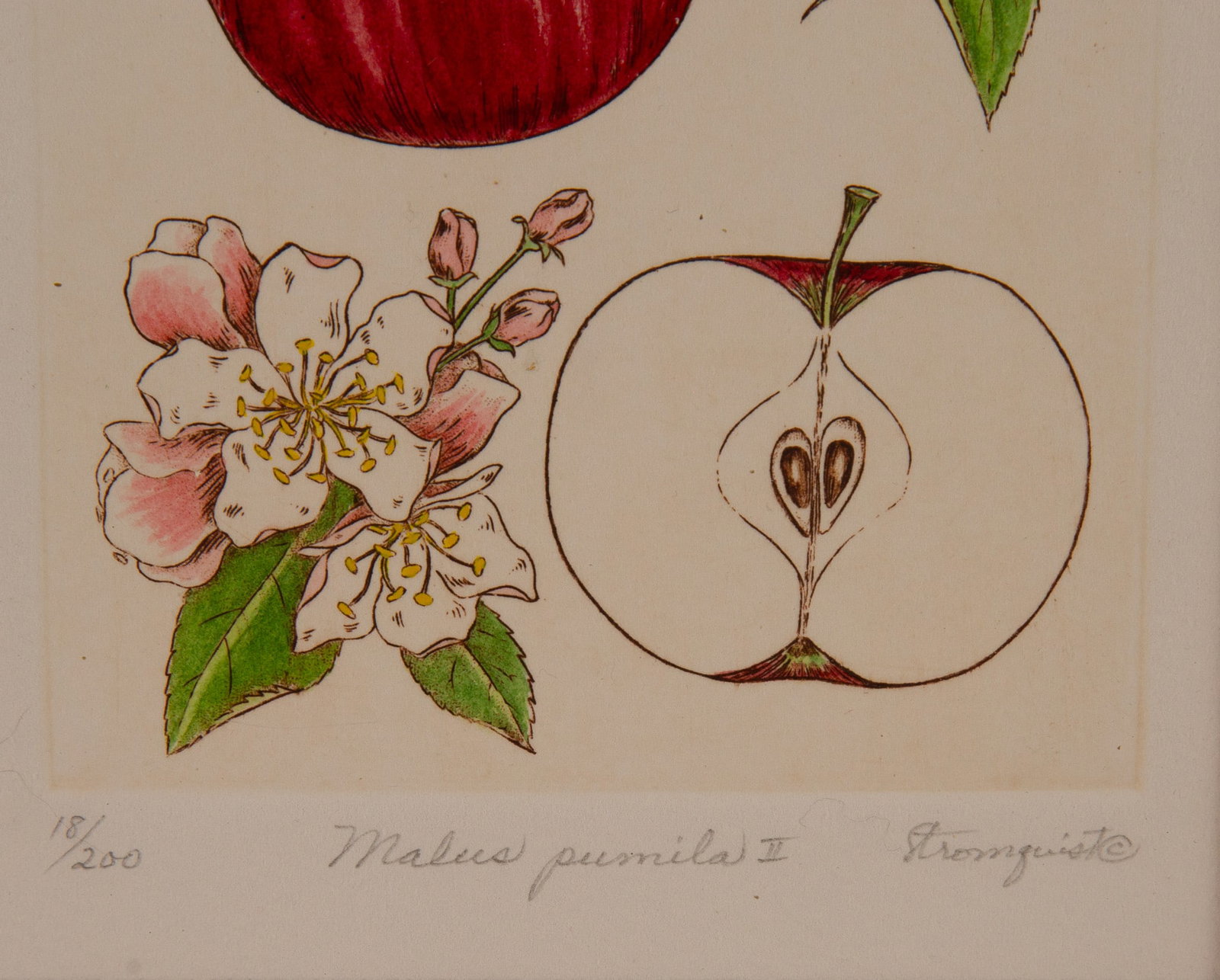 Botanical Print Malus pumila - 6