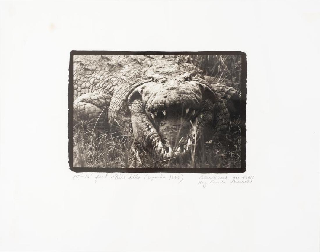 Peter Beard LARGE MUGGER CROCODILE, CIRCA 15 - 16 FEET,: Peter Beard LARGE MUGGER CROCODILE, CIRCA 15 - 16 FEET, UGANDA stampa fotografica al platino, cm x ; es. A.P./30 firmato, titolato e datato sul retro: firmata e datata da William Ingram scatto del 196