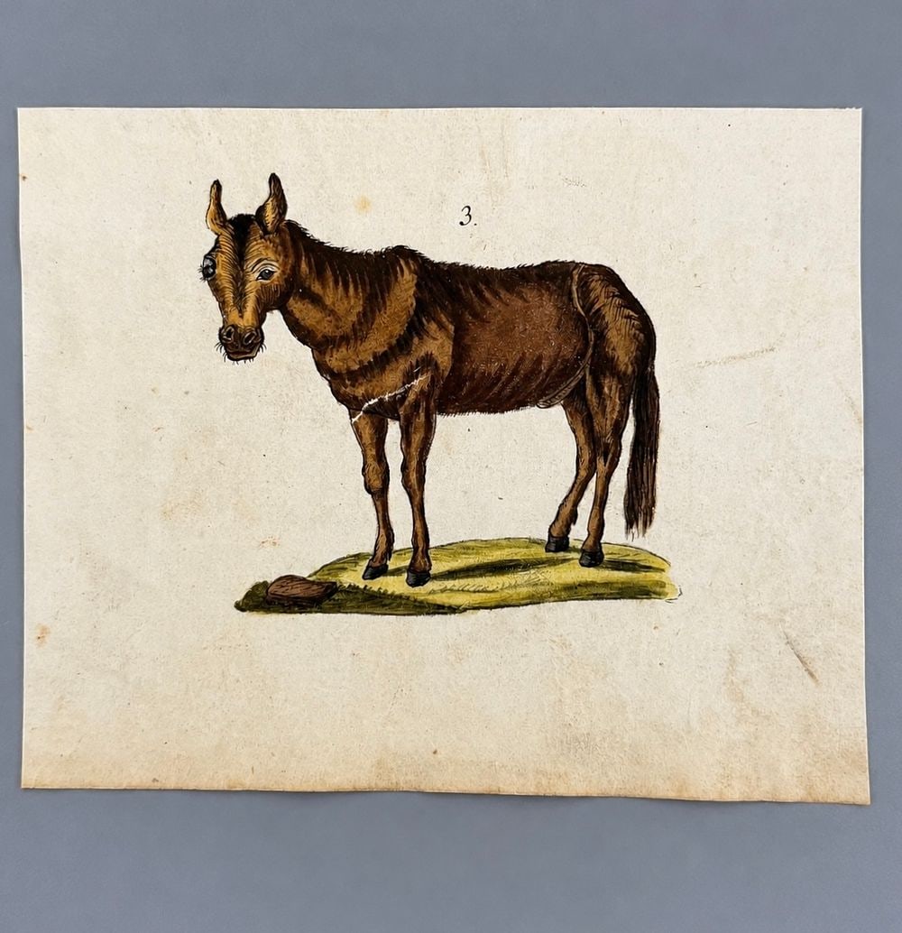 Georges-Louis Leclerc, Comte de Buffon (1707-1788), Horse: Watercolor on paper Signed on the reverse Dimensions 10.6 × 13 cm Provenance: Private collection of Jean-Philippe Ghaen, France