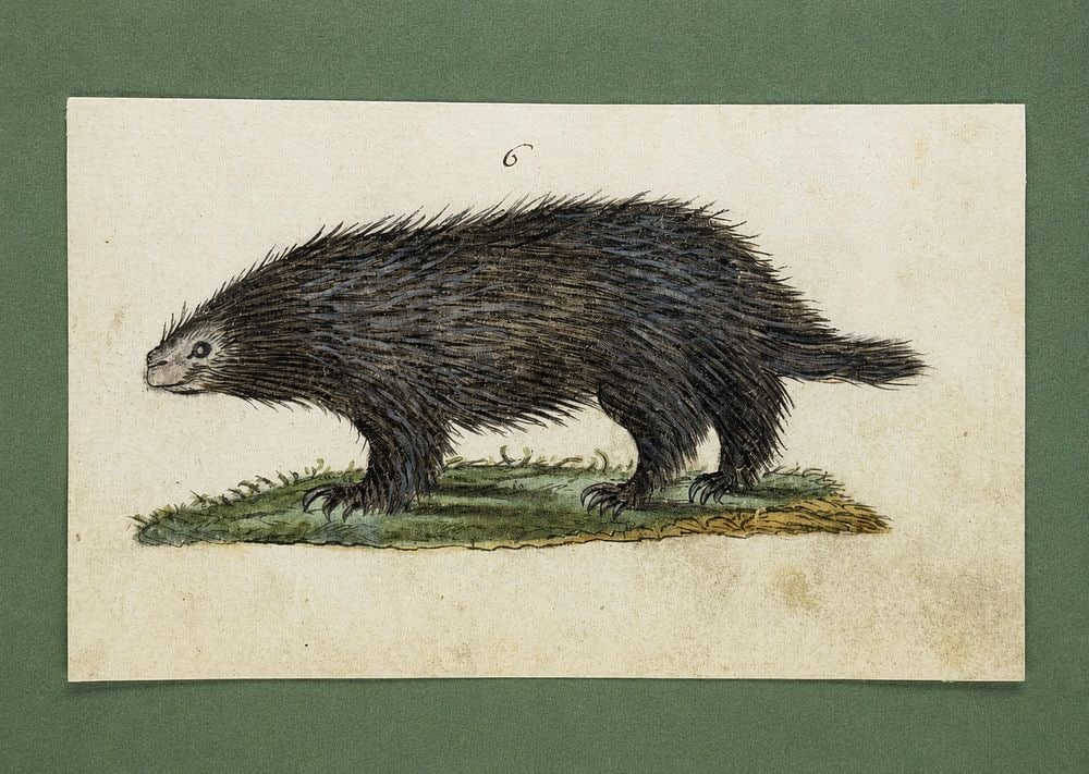 Georges-Louis Leclerc, Comte de Buffon (1707?1788), Porcupine: Mixed media on paper Inscribed on the reverse Dimensions: 7.3 × 12 cm Provenance: Private collection of Jean-Philippe Ghaen, France