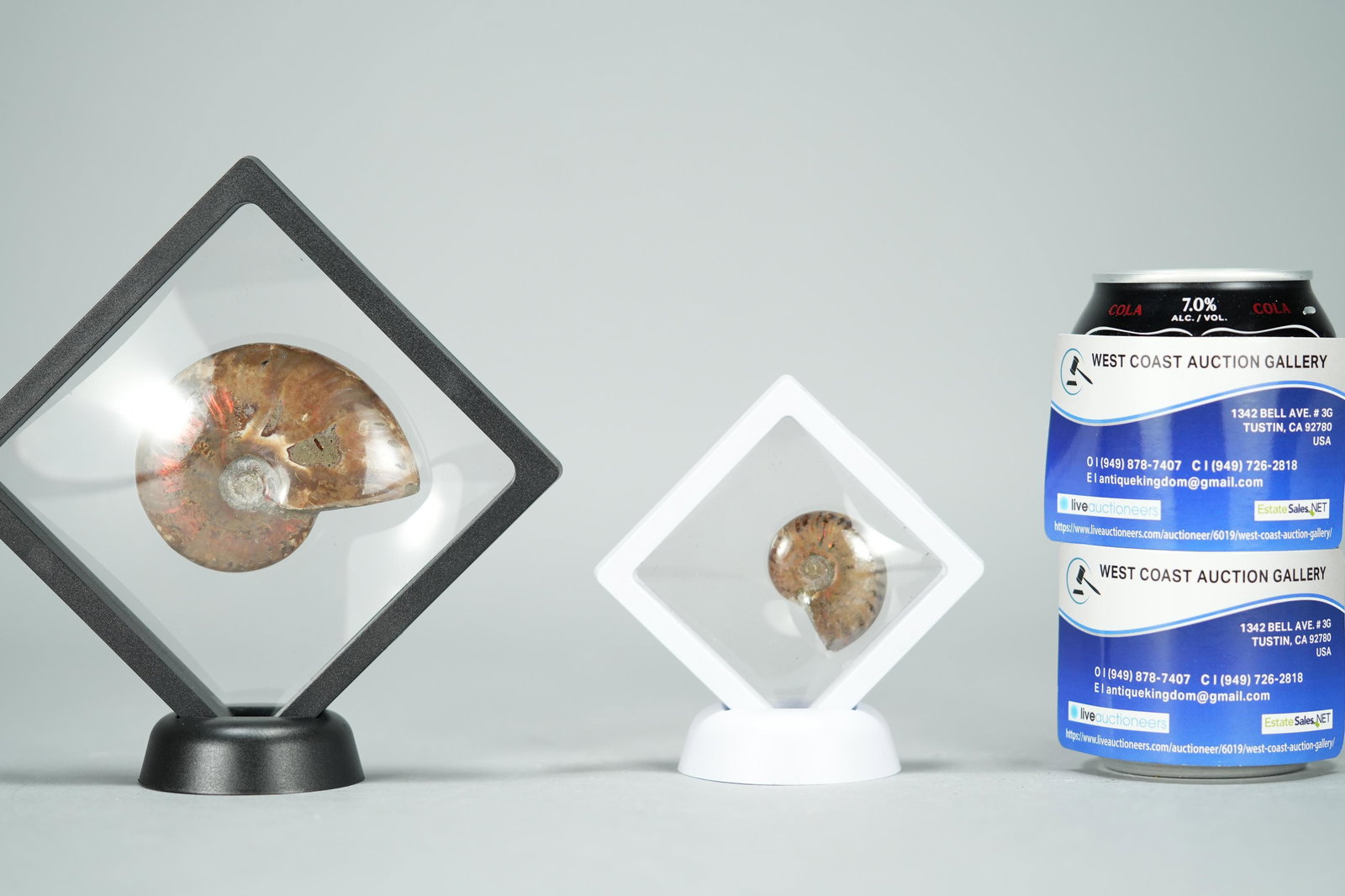 2 pcs Ammonite (1 of 10)