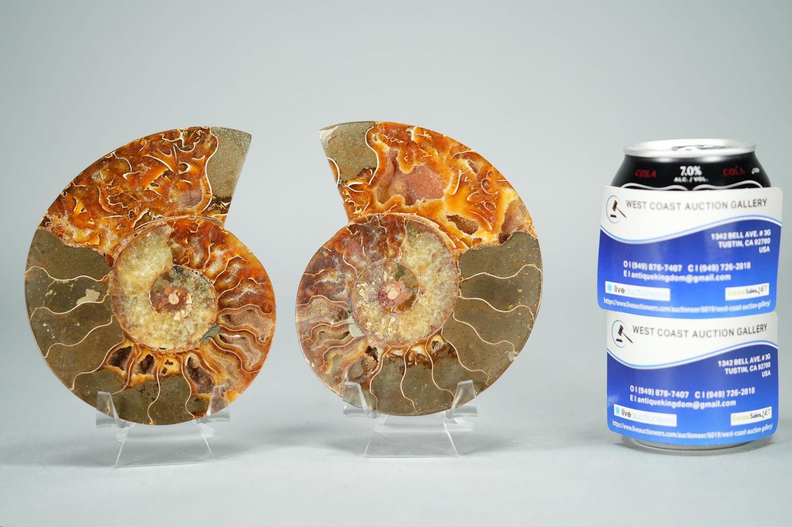 2 pcs Ammonite (1 of 10)