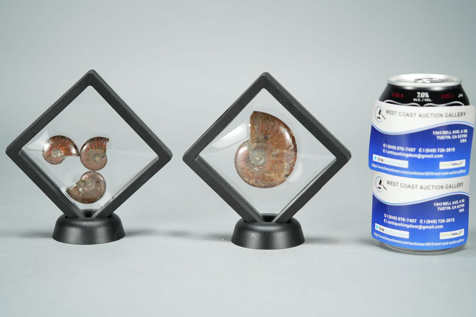 4 pcs Ammonite (1 of 10)