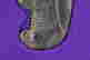 item-130739212=7