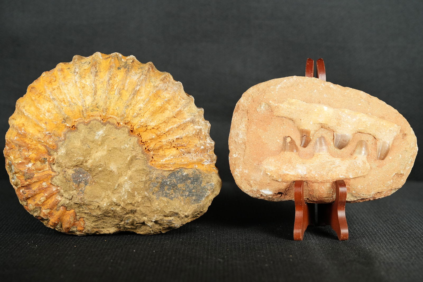 2 pcs large fossilized stone: 2 pcs large fossilized stone, a large fossilized ammonite, and tooth fossil.