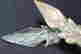 item-136071177=6