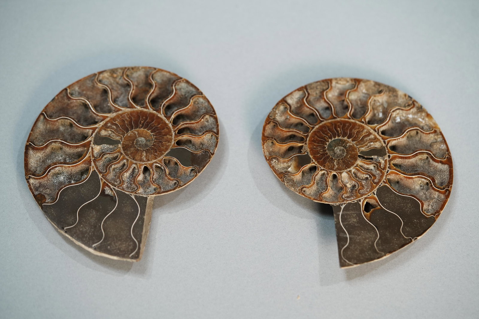 2 pcs large ammonite fossils (1 of 7)