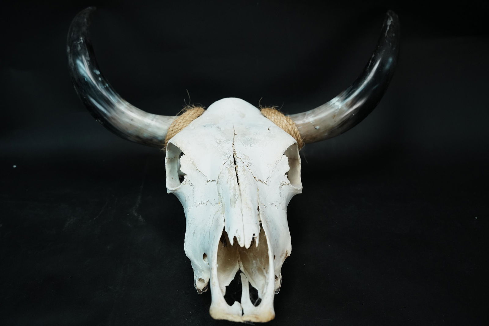 A large cow skull (1 of 7)