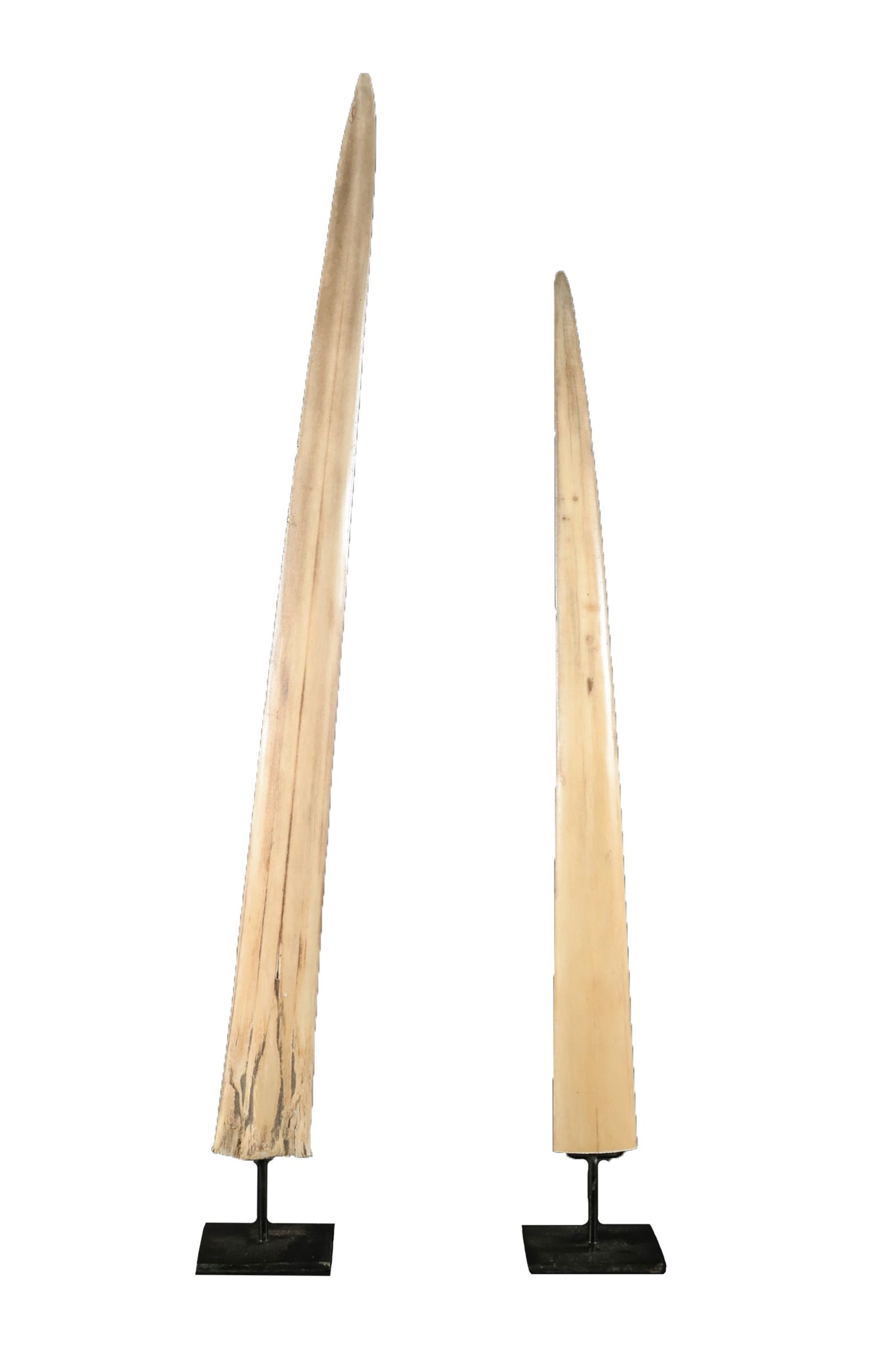 2 long bone item: 2 long bone item. Longest H: 10.5" x W: 3."