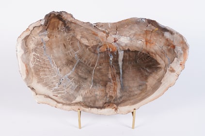A large petrified wood
