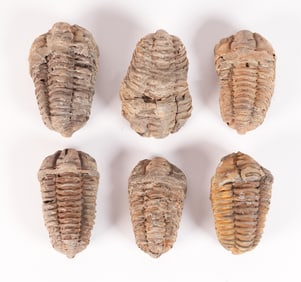 Lots sea fossils