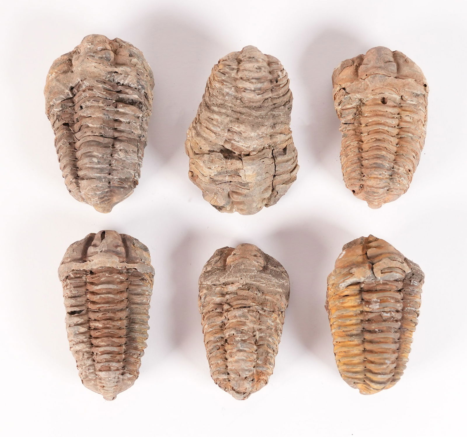 Lots sea fossils: Lots sea fossils. Condition selling it as is.