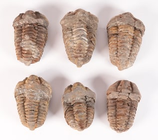 Lots sea fossils