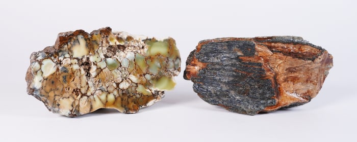 Lots petrified wood
