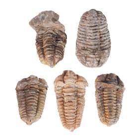 Lots fossilized items