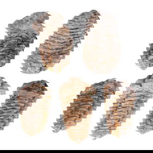Lots fossilized items: Lots fossilized items.