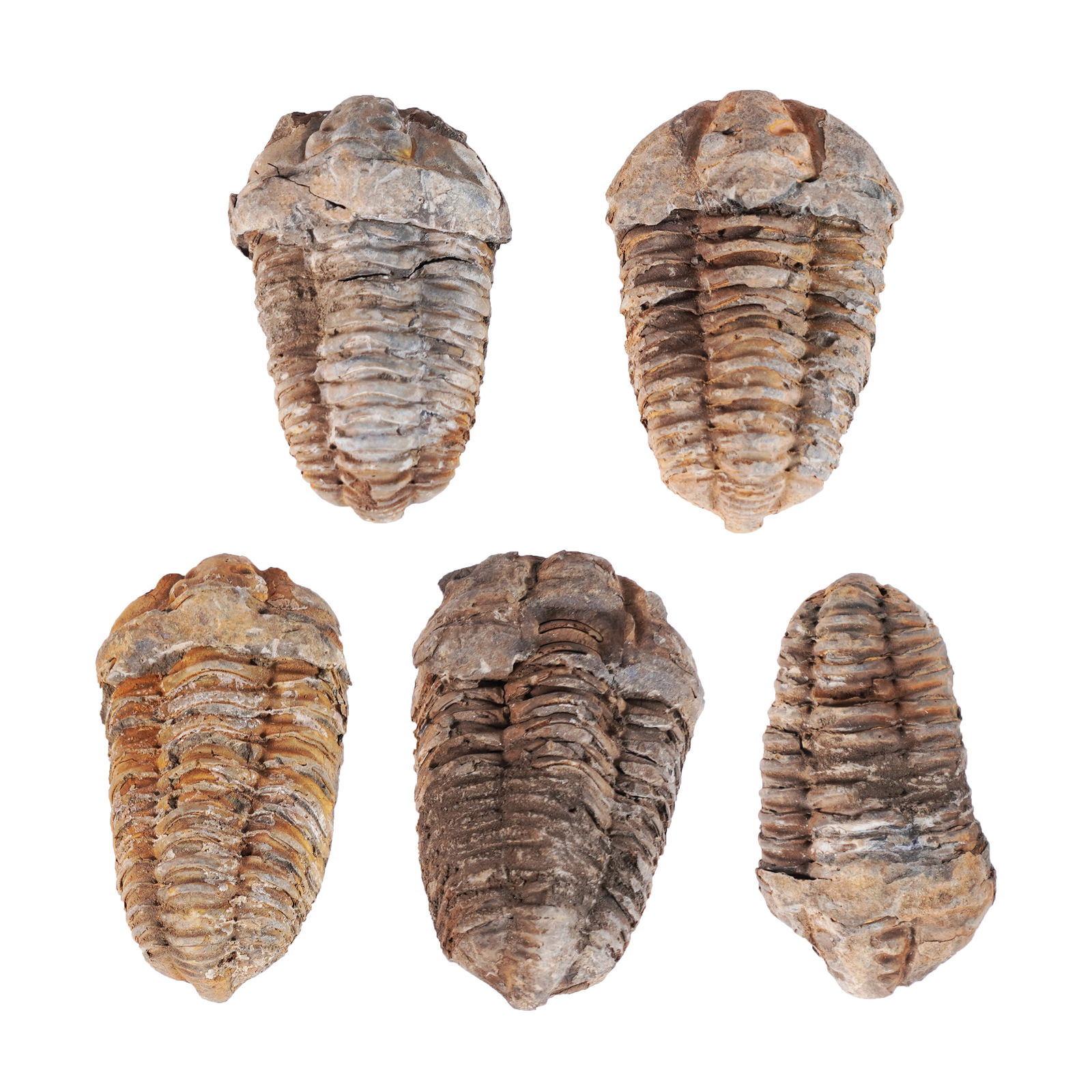 Lots fossilized items (1 of 6)