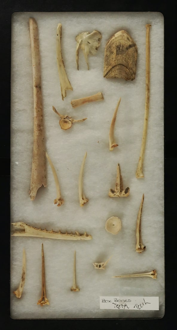 A full box of bones and teeth: A full box of bones and teeth.