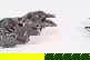 item-210976860=5
