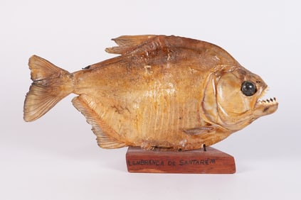 A vintage fish taxidermy