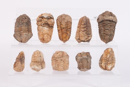 Lots fossilized specimen