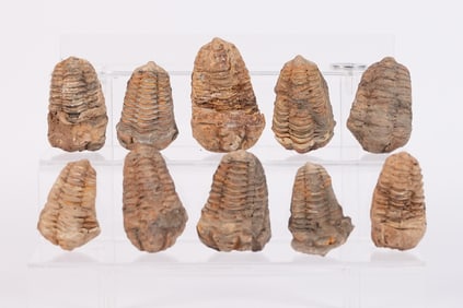 Lots fossilized specimen