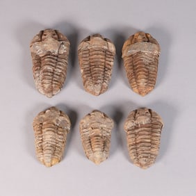 Lots fossilized items