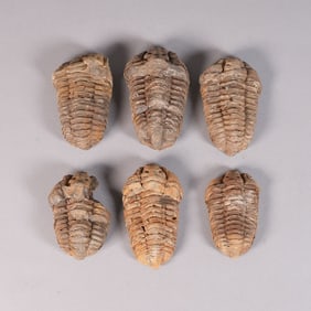 Lots fossilized items