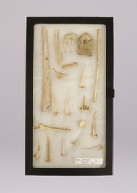 Lots vintage bone and teeth