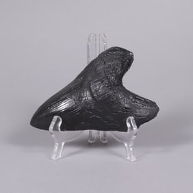 A fossilized tooth