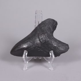 A fossilized tooth