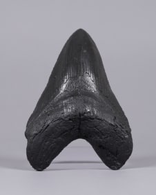 A fossilized item estate