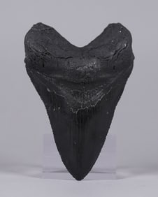 A fossilized item estate