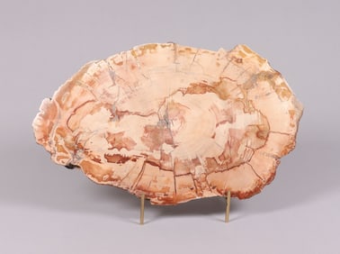A possible petrified wood