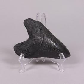 A fossilized item ungraded