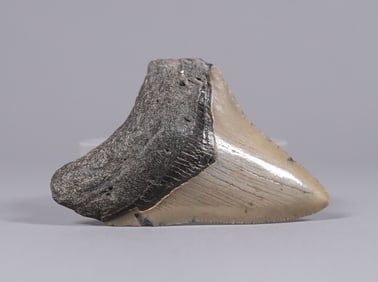 Authentic Megaladon fossilized tooth